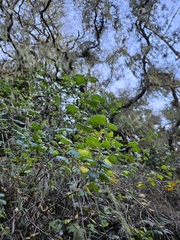 Ribes thacherianum, photograph author not stated, no rights reserved
