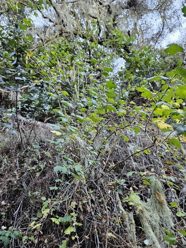 Image of Ribes thacherianum by no rights reserved