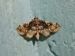 Omphisa anastomosalis