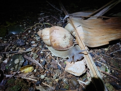 Megalobulimus oblongus