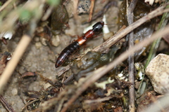 Xantholinus elegans