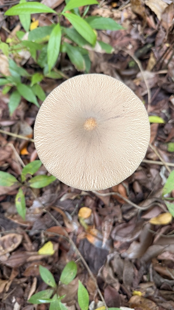 Macrolepiota capelariae · November 2024 · photo: © sheylarossi (iNaturalist, cc-by-sa)