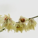 Chimonanthus praecox - Photo (c) Manuel Martín Vicente, algunos derechos reservados (CC BY-NC-ND)