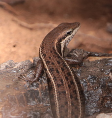Damara Skink photo 4