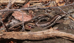 Damara Skink photo 3