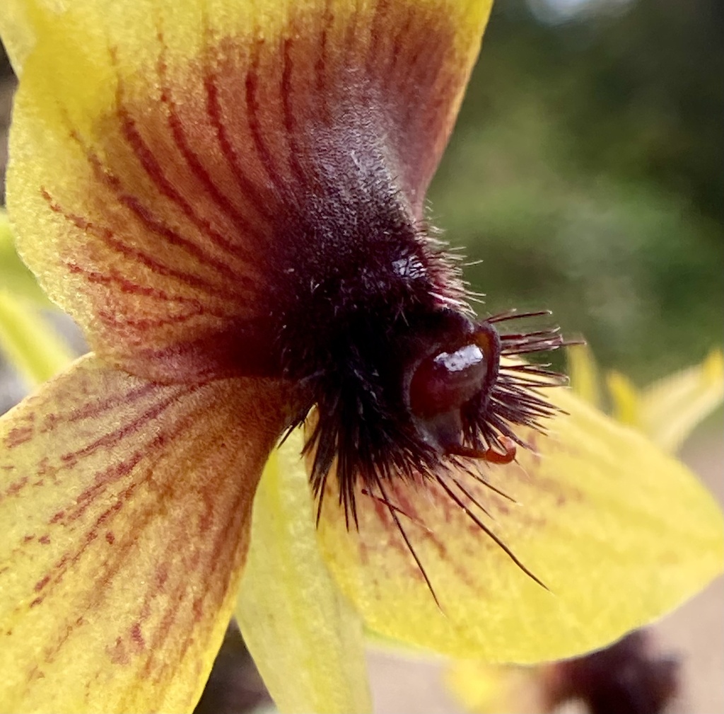 Telipogon berthae