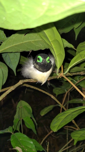Black-necked Wattle-eye