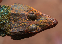 Orange-Throated Flat Lizard photo 5