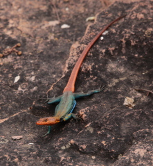 Orange-Throated Flat Lizard photo 3