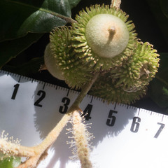 Notholithocarpus densiflorus densiflorus