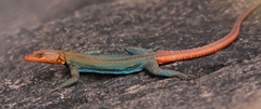 Orange-Throated Flat Lizard photo 2