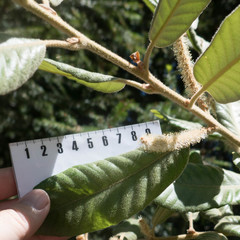 Notholithocarpus densiflorus densiflorus