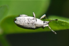 Megalostylus