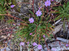 Lewisia columbiana