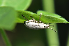 Megalostylus