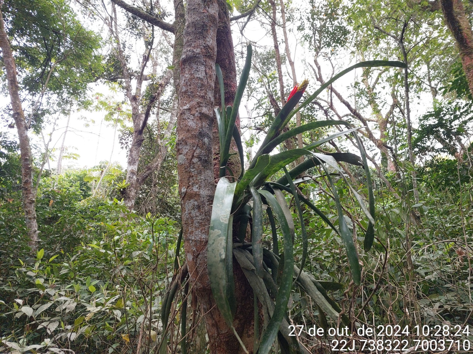 Aechmea nudicaulis
