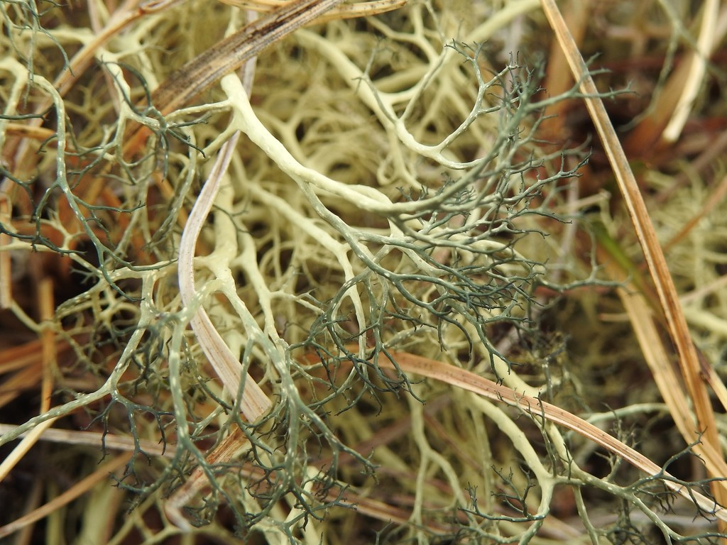 Green Witch's Hair