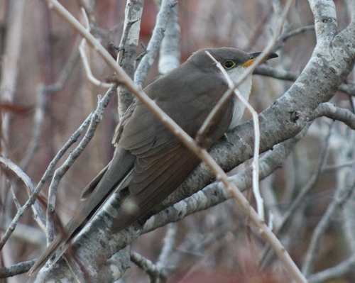 Yellow-billed Cuckoo (Coccyzus americanus)