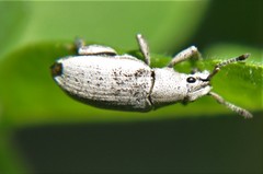 Megalostylus