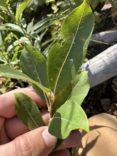 Scouler's Willow foliage