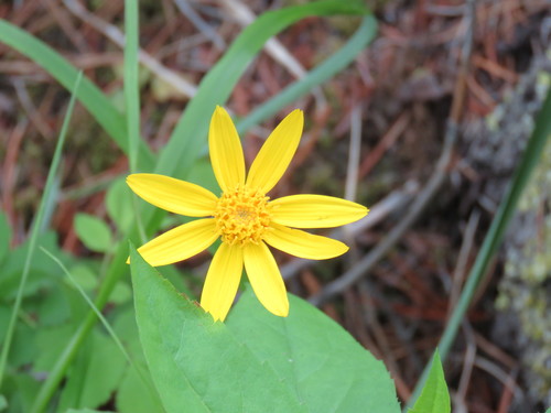 heartleaf arnica