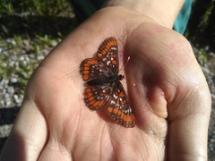 Euphydryas gillettii
