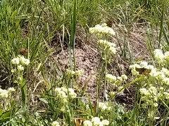 Euphydryas gillettii