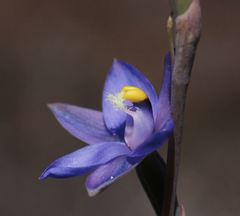 Thelymitra holmesii