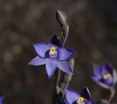Thelymitra holmesii