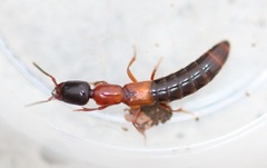 Xantholinus elegans