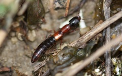 Xantholinus elegans