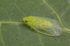 Kallitaxila granulata