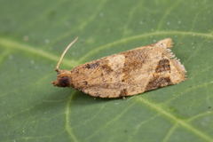 Neocalyptis affinisana