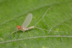 Cloeon bengalense
