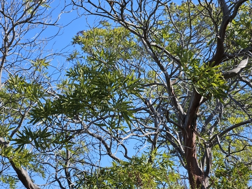 Image of Catalina Ironwood (Lyonothamnus floribundus) by no rights reserved