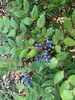 Cascade Oregon-Grape - Photo (c) eyspahn, some rights reserved (CC BY-NC)
