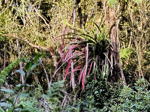 Aechmea pectinata, photograph 6