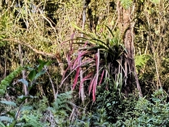 Aechmea pectinata, photograph (c) Carlos Otávio Gussoni, some rights reserved (CC BY)