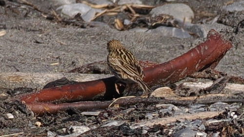 South Georgia Pipit (Anthus antarcticus), photo 2