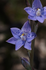 Thelymitra juncifolia