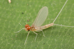 Cloeon bengalense