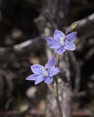 Thelymitra juncifolia