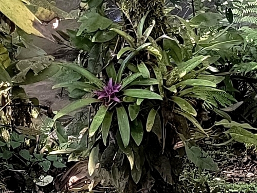 Nidularium rutilans, photograph 4