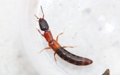 Xantholinus elegans