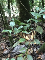 Heraclides machaonides