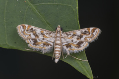 Parapoynx diminutalis
