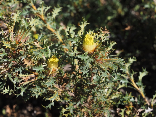 Image of Banksia armata by (c) gwynmwilliams, some rights reserved (CC BY)