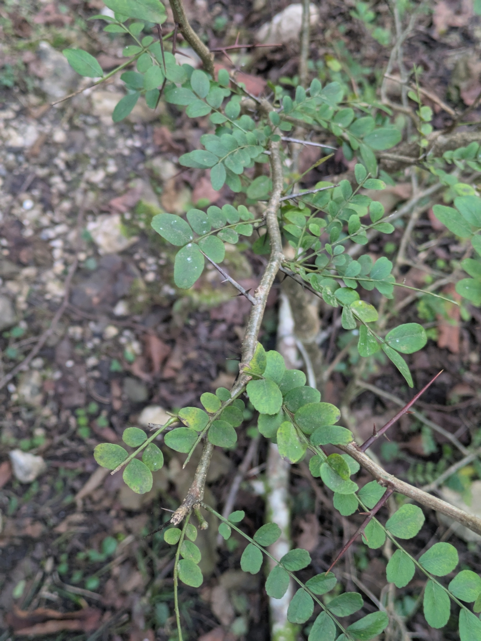 Caspian Locust (Gleditsia caspica)