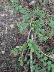 Caspian locust (Gleditsia caspica)