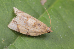 Neocalyptis affinisana